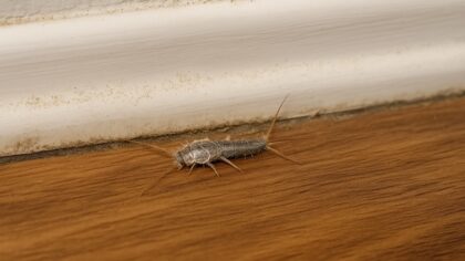 salle de bain poisson d'argent